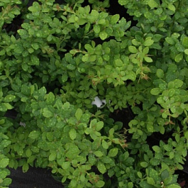 Барбарис Тунберга Грин Орнамент