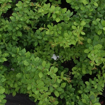 Барбарис Тунберга Грин Орнамент