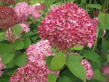 Гортензия древовидная Пинк Анабель