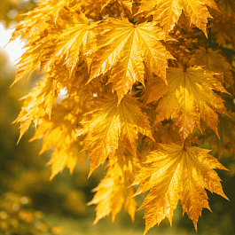 Клен остролистный Golden Globe