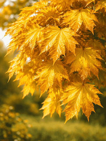 Клен остролистный Golden Globe