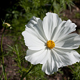 Космея Соната Вайт Космея Соната Вайт