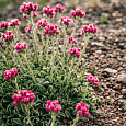 Антеннария двудомная Bright Rose