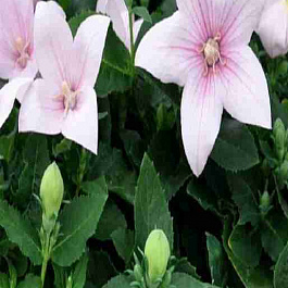 Платикодон Pop Star Pink 