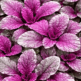 Живучка ползучая Burgundy Glow