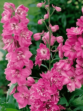 Дельфиниум  культурный Pacific Giant Astolat