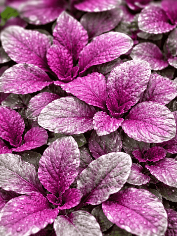 Живучка ползучая Burgundy Glow