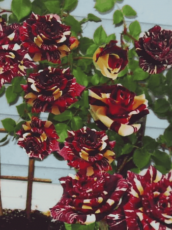 Роза штамбовая Abracadabra