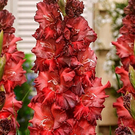 Гладиолус &quot;Огни Городов&quot; Саратов