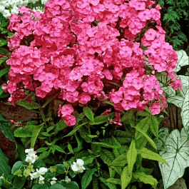 Флокс метельчатый Rijnstroom