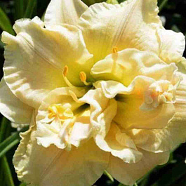 Лилейник Schnickel Fritz