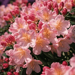 Рододендрон якушиманский Percy Wiseman