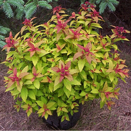 Спирея японская Мерло Грин