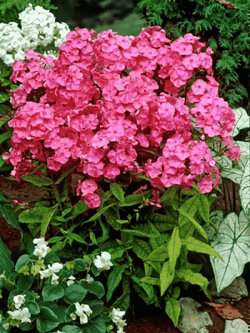 Флокс метельчатый Rijnstroom