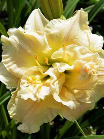 Лилейник Schnickel Fritz