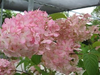 Гортензия метельчатая Perle d`Automne