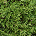 Можжевельник казацкий Кнап Хилл Можжевельник казацкий Кнап Хилл