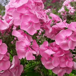 Флокс метельчатый Катенька-Катюша