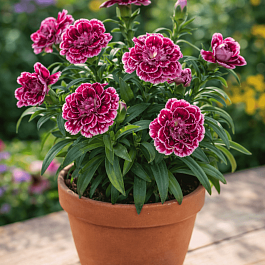 Гвоздика Oscar Purple Wings