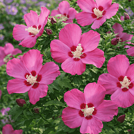 Гибискус сирийский Woodbridge