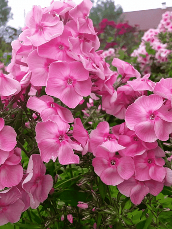 Флокс метельчатый Катенька-Катюша