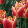 Тюльпан Candy Corner