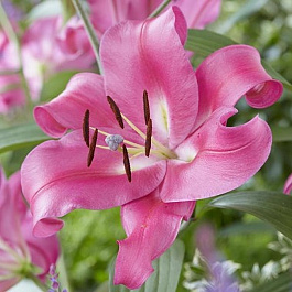 Лилия ОТ-гибрид Робина