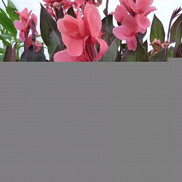 Канна коричневолистная Пинк Фьютюрити