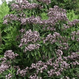 Кальмия широколистная Black Label