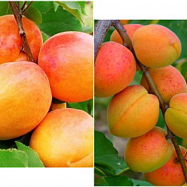 Дерево-сад (2-3х летка) абрикос 2 сорта Ульянихинский-Краснощекий
