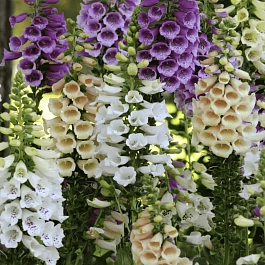 Наперстянка пурпурная Dalmatian Mix