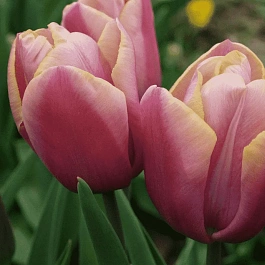 Тюльпан триумф Holland Beauty