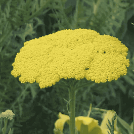 Тысячелистник обыкновенный Gold Plate