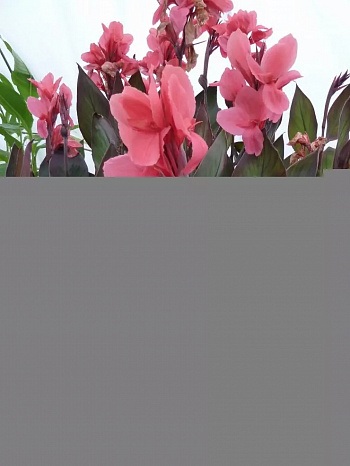 Канна коричневолистная Пинк Фьютюрити