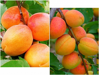 Дерево-сад (2-3х летка) абрикос 2 сорта Ульянихинский-Краснощекий