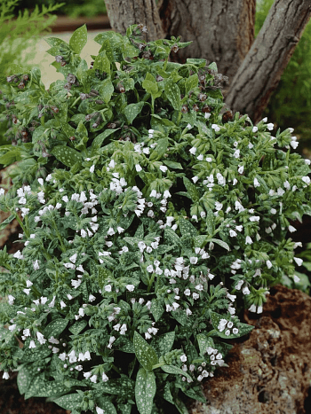 Медуница лекарственная Sissinghurst White