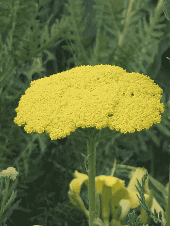 Тысячелистник обыкновенный Gold Plate