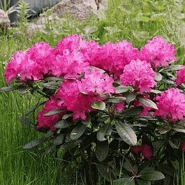 Рододендрон гибридный Hellikki