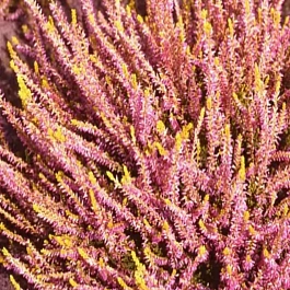 Вереск обыкновенный Theresa