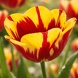 Тюльпан Twister