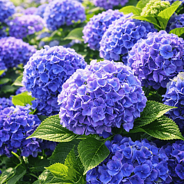 Гортензия крупнолистная Blue Bodensei