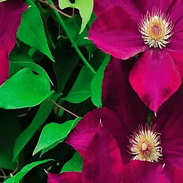 Клематис гибридный Mazowsze