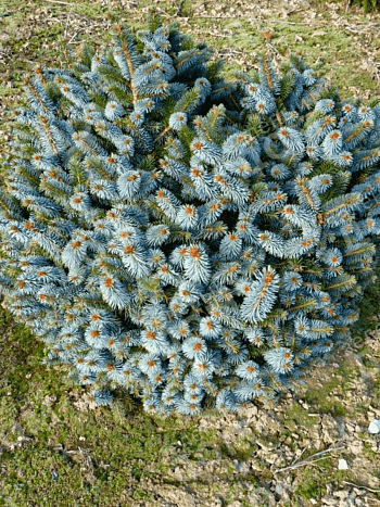 Ель ситхинская