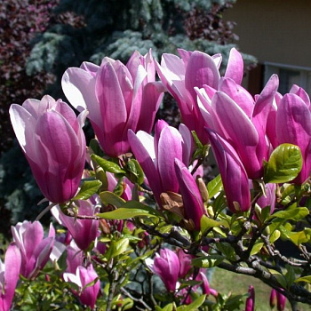 Магнолия Суланжа Сюзан