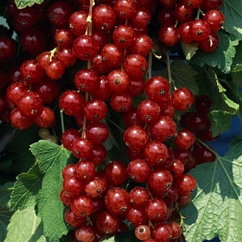 Смородина красная Ролан