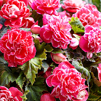 Бегония Клубневая Camelia