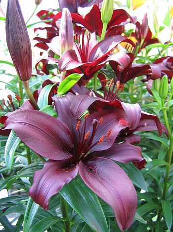 Лилия азиатская Дименшн НАБОР 2ШТ (2+2)