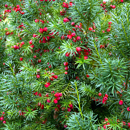 Тисс ягодный Хессей