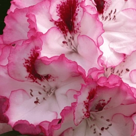 Рододендрон гибридный Cherry cheesecake