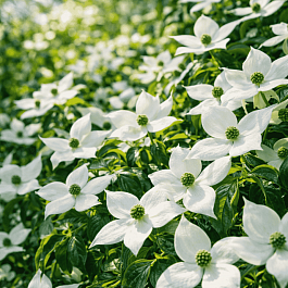 Дерен Коуза